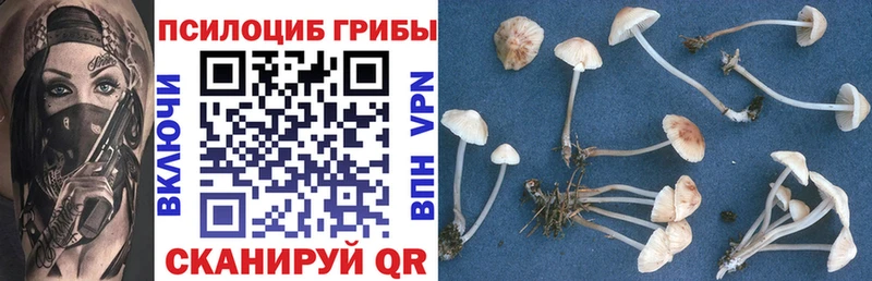 Галлюциногенные грибы Psilocybe  Зарайск 